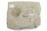 Fossil Distylium Leaf with Crane Flies - Utah #377080-1